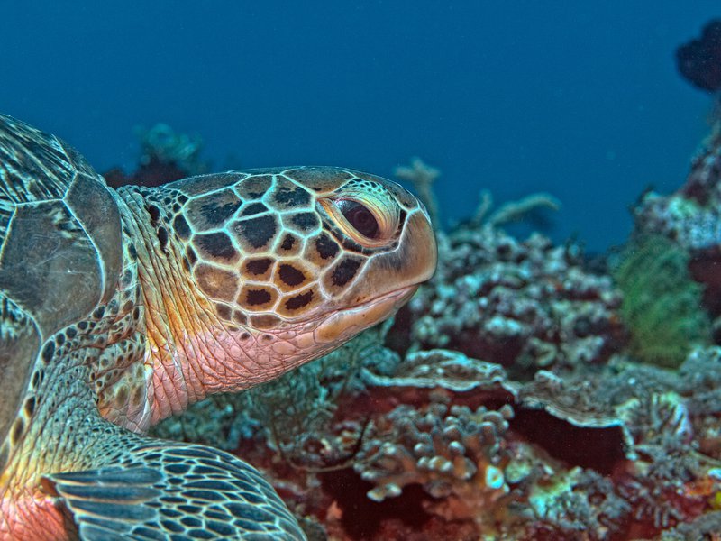 Turtle, Meno Slope